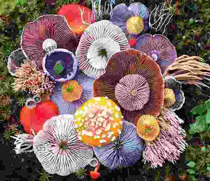 A Vibrant Collage Of Various Mushrooms Found In The Upper Midwest, Showcasing Their Diverse Colors, Shapes, And Textures. Mushrooms Of The Upper Midwest: A Simple Guide To Common Mushrooms (Mushroom Guides)