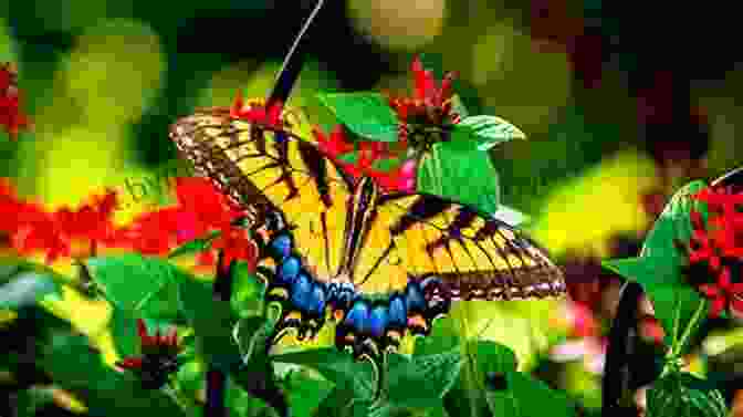 A Vibrant Flower Surrounded By Colorful Butterflies And Insects Flowers Butterflies And Insects: All 154 Engravings From Erucarum Ortus (Dover Pictorial Archive)