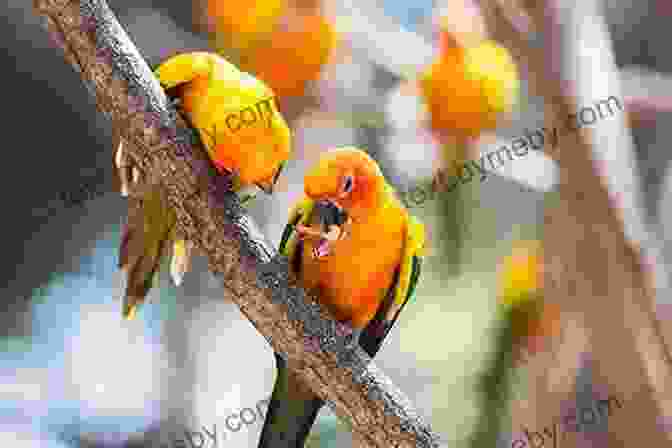 A Vibrant Sun Conure With Stunning Plumage, Perched On A Branch In A Tropical Forest The Ultimate Guide To Training Sun Conures: The Step By Step Guide To Breeding Caring And Raising Sun Conures Plus Sun Conure Food Care And Health Instructions