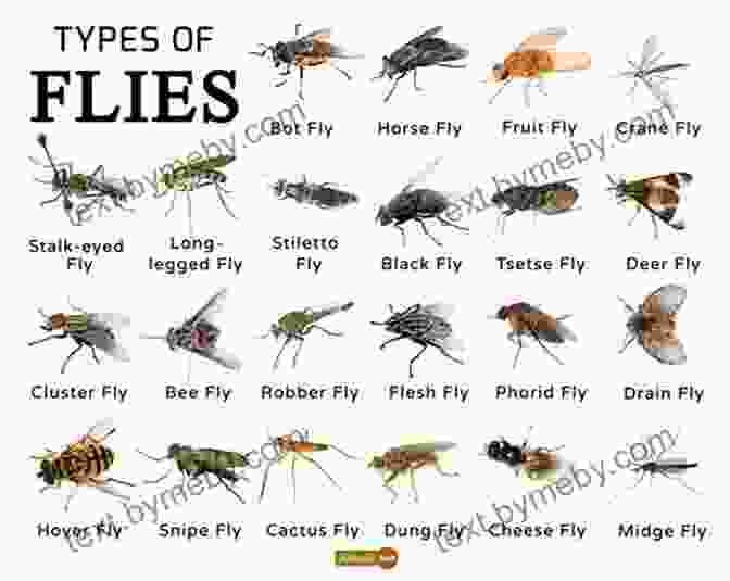 Assortment Of Dry Flies Representing Different Insect Types And Sizes Dry Fly Strategies (Stackpole Fly Fishing Essentials 1)