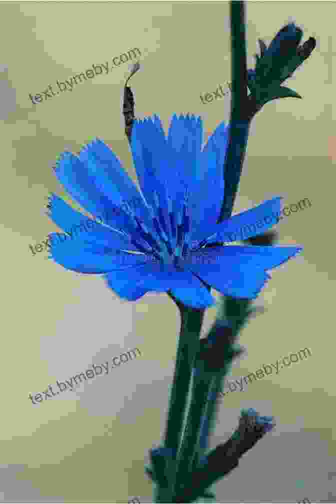 Blue Chicory Flower Against Green Background Common Backyard Weeds Of The Upper Midwest