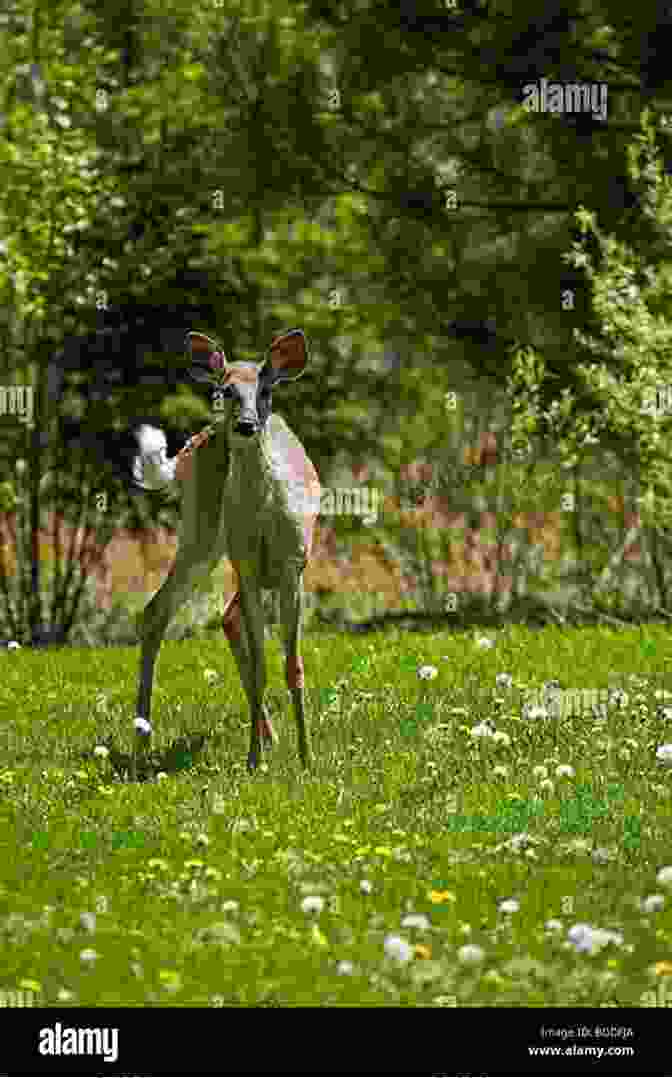 Deer Browsing On A Suburban Lawn White Tailed Deer Management And Habitat Improvement