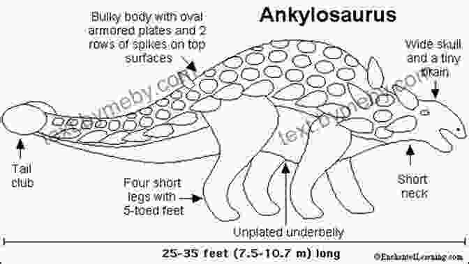 Diagram Of An Ankylosaurus, Showcasing Its Various Anatomical Features Ankylosaurus (21st Century Junior Library: Dinosaurs)