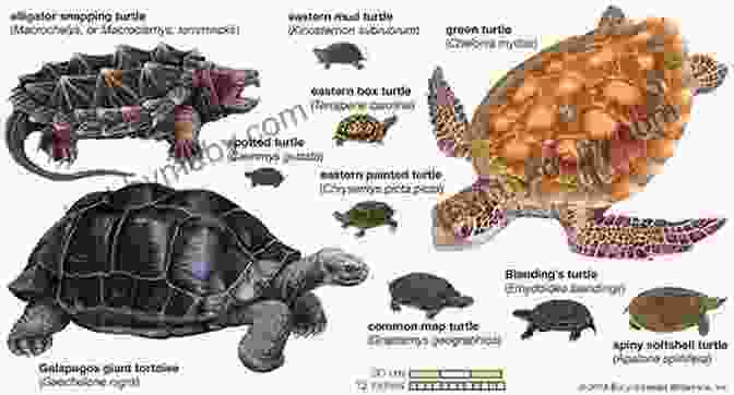 Evolution Of Sea Turtles From Terrestrial Reptiles To Marine Animals The Incredible Life Of The Sea Turtle: Fun Animal Ebooks For Adults Kids 7 And Up With Incredible Photos (Exploring Our Incredible World Series)