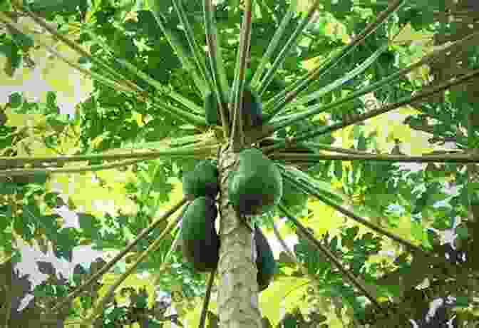 Healthy Green Pawpaw Seedlings Growing In A Nursery FOR THE LOVE OF PAWPAWS: A Mini Manual For Growing And Caring For Pawpaws From Seed To Table