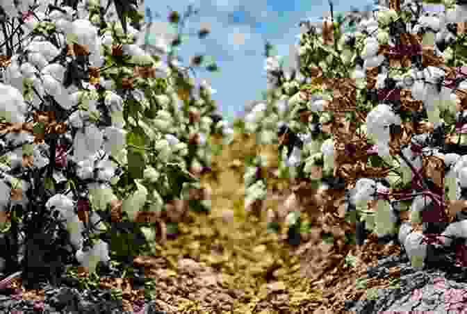 Image Of A Field Of Organic Cotton Plants New Business Models For Sustainable Fashion: A Special Theme Issue Of The Journal Of Corporate Citizenship (Issue 57)