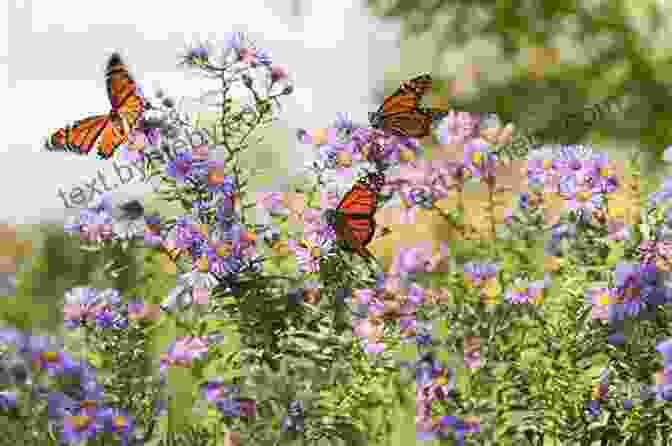 People Planting Wildflowers For Butterfly Conservation Flowers Butterflies And Insects: All 154 Engravings From Erucarum Ortus (Dover Pictorial Archive)