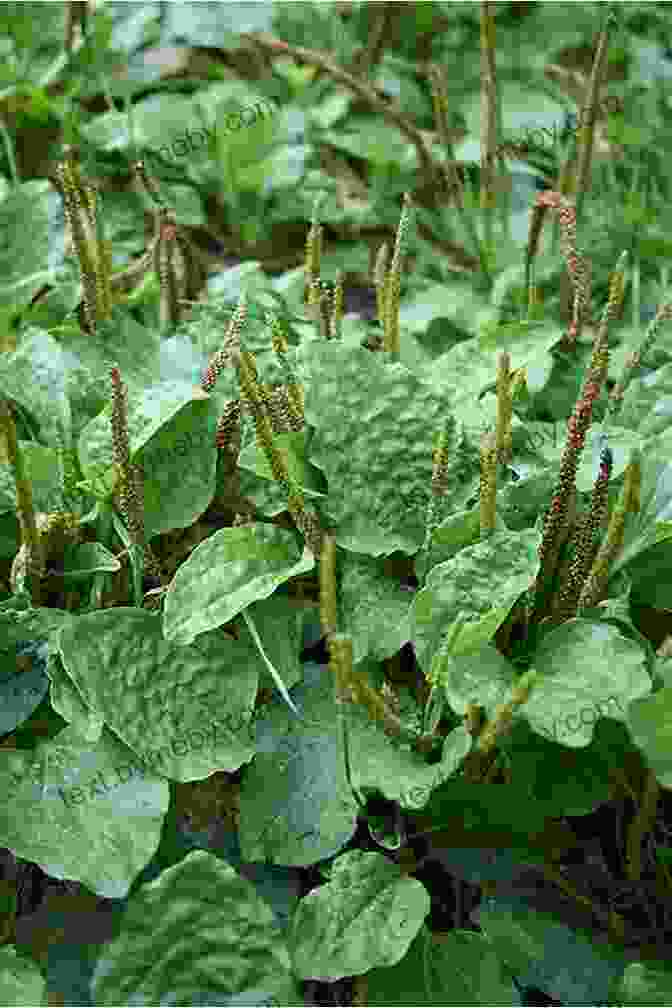 Plantain Leaves With Prominent Veins Common Backyard Weeds Of The Upper Midwest