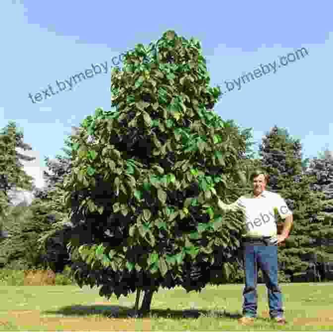 Planting Pawpaw Trees In An Orchard, Ensuring Proper Spacing And Companion Planting FOR THE LOVE OF PAWPAWS: A Mini Manual For Growing And Caring For Pawpaws From Seed To Table