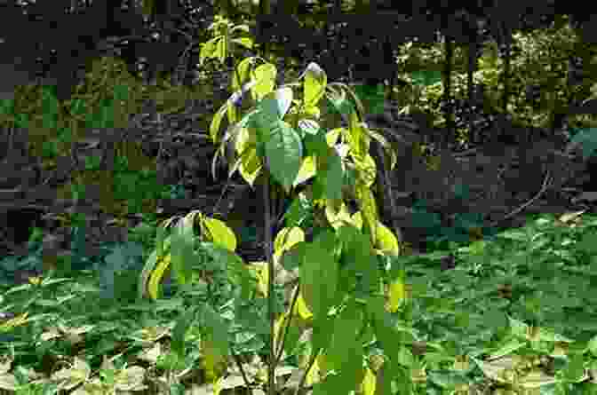 Pruning A Pawpaw Tree During The Dormant Season To Promote Healthy Growth FOR THE LOVE OF PAWPAWS: A Mini Manual For Growing And Caring For Pawpaws From Seed To Table