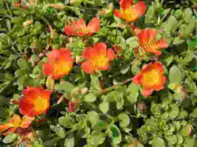 Purslane With Succulent Leaves And Yellow Flowers Common Backyard Weeds Of The Upper Midwest