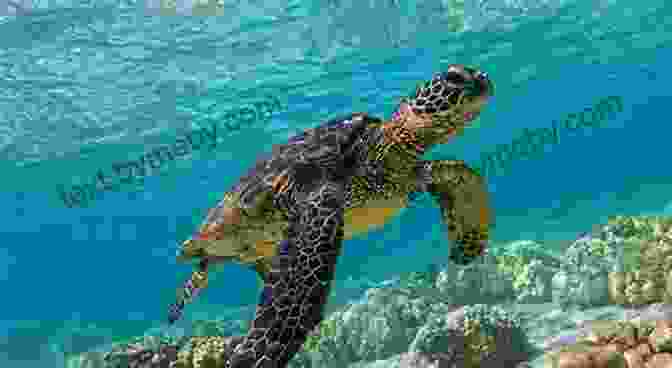 Stunning Photography Showcases The Beauty And Diversity Of Sea Turtles The Incredible Life Of The Sea Turtle: Fun Animal Ebooks For Adults Kids 7 And Up With Incredible Photos (Exploring Our Incredible World Series)