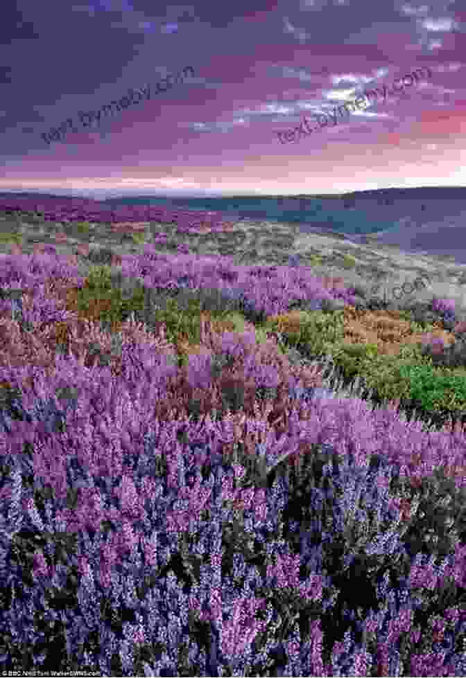 Vast Expanse Of Purple Heather Fields, Stretching Across The Landscape Like A Vibrant Carpet. Song Of The Rolling Earth: A Highland Odyssey