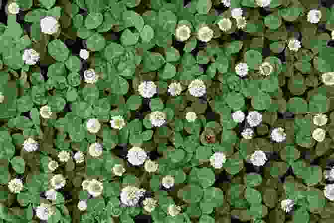 White Clover With Green Leaves Common Backyard Weeds Of The Upper Midwest