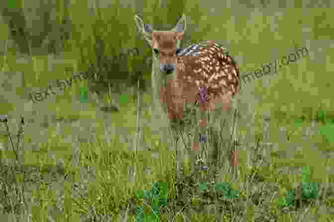 White Tailed Deer Grazing In A Meadow White Tailed Deer Management And Habitat Improvement