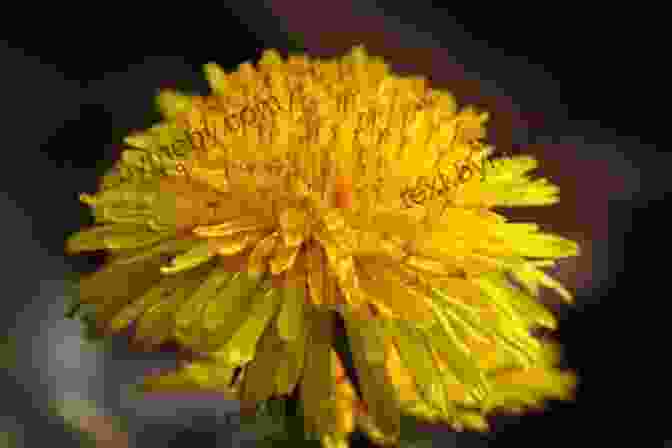 Yellow Dandelion Flower Close Up Common Backyard Weeds Of The Upper Midwest