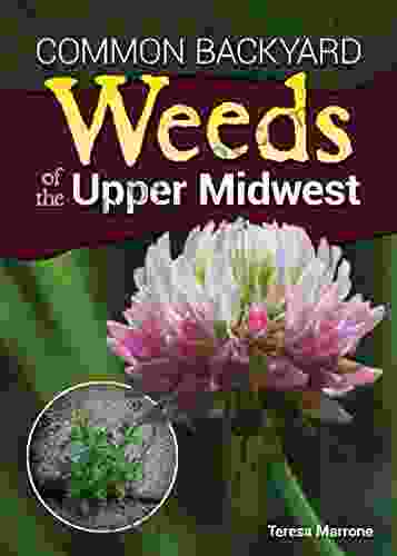 Common Backyard Weeds of the Upper Midwest